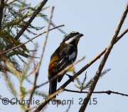 6S3A6878Western_Spindalis