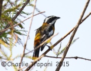 6S3A6879Western_Spindalis