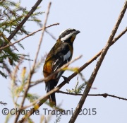 6S3A6890Western_Spindalis