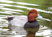 6S3A7051Redhead