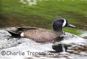 6S3A7067Blue-Winged_Teal