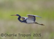6S3A7115Tricolored_Heron