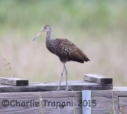 6S3A7131Limpkin