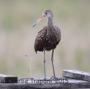 6S3A7135Limpkin