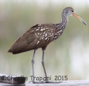 6S3A7141Limpkin