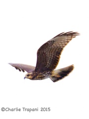 6S3A7165Snail_Kite