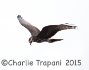 6S3A7171Female_Snail_Kite