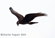 6S3A7171Snail_Kite