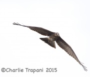 6S3A7178Snail_Kite