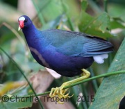 6S3A7232Purple_Gallinule