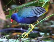 6S3A7248Purple_Gallinule