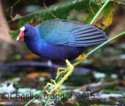 6S3A7250Purple_Gallinule