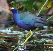 6S3A7258Purple_Gallinule