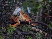 6S3A7275Iguana