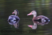 6S3A7282Black-bellied_Whistling_Ducks