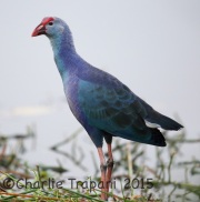 6S3A7301Purple_Swamphen