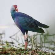 6S3A7304Purple_Swamphen