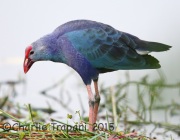 6S3A7306Purple_Swamphen