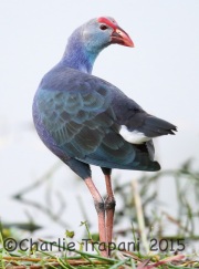 6S3A7313Purple_Swamphen