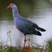 6S3A7330Purple_Swamphen