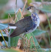 6S3A7357Purple_Gallinule