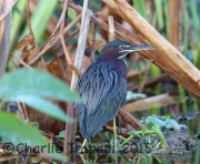 6S3A7365Green_Heron