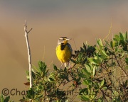 6S3A7383Eastern_Meadowlark