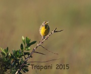 6S3A7386Eastern_Meadowlark
