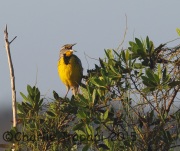 6S3A7393Eastern_Meadowlark