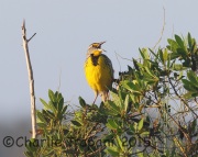 6S3A7394Eastern_Meadowlark