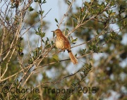 6S3A7404Brown_Thrasher