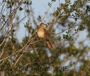 6S3A7407Brown_Thrasher