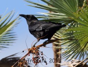 6S3A7414American_Crow