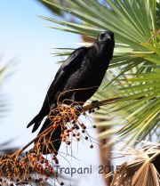 6S3A7420American_Crow