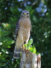 6S3A7424REd-Shouldered_Hawk