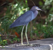 6S3A7428Little_Blue_Heron