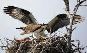 6S3A7431Osprey