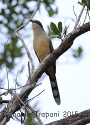 6S3A7441Mangrove_Cuckoo