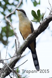 6S3A7443Mangrove_Cuckoo
