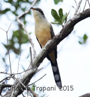 6S3A7444Mangrove_Cuckoo