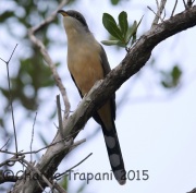 6S3A7445Mangrove_Cuckoo