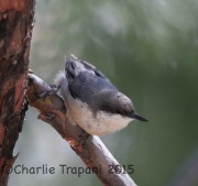 6S3A2914Pygmy_Nuthatch