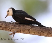 6S3A2995White-Headed_Woodpecker