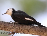 6S3A2996White-Headed_Woodpecker