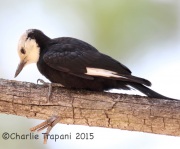 6S3A3005White-Headed_Woodpecker