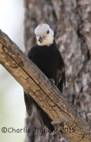 6S3A3019White-Headed_Woodpecker
