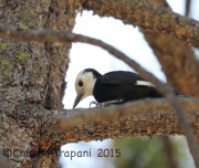 6S3A3033White-Headed_Woodpecker