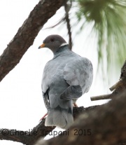 6S3A3078Band-Tailed_Pigeon