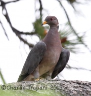 6S3A3085Band-Tailed_Pigeon