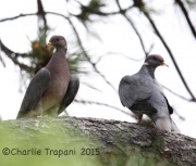 6S3A3087Band-Tailed_Pigeon